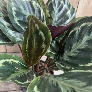 Calathea Medallion,  Medallion 6" pot, Prayer plant