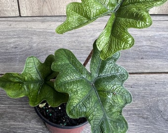 Alocasia jacklyn in 4" Pot