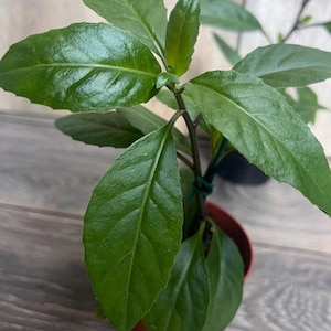 May include: A small potted plant with vibrant green leaves. The leaves are broad, glossy, and have prominent veins. The plant is in a small, round, terracotta-colored pot. The background is a wooden surface.