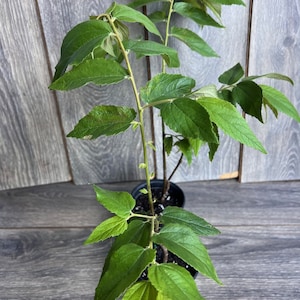 Muntingia calabura ,Strawberry Tree in 6” Pot, Jamaican Strawberry, Kersen NO Ship to AZ OR