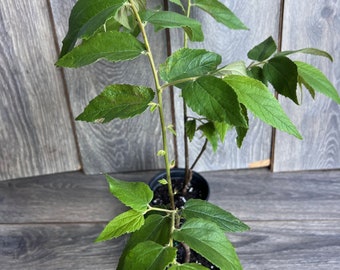 Strawberry Tree Plant, Muntingia calabura in 6" Pot