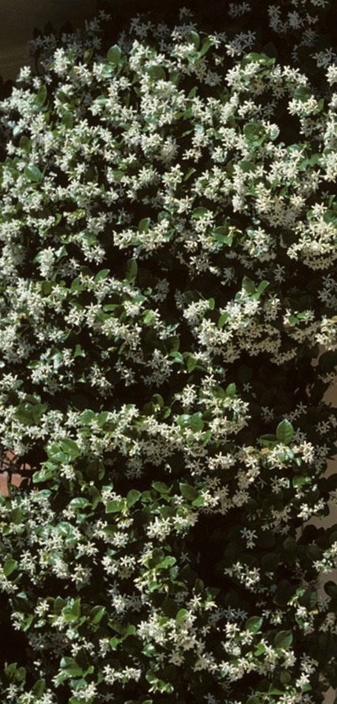 Large Confederate Jasmine, Trachelospermum Jasminoides, Star Jasmine in
