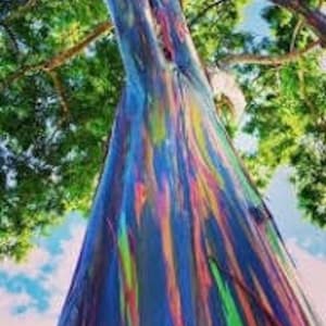 May include: A close-up of a rainbow eucalyptus tree trunk, showing the vibrant colors of the bark. The bark is peeling off in strips, revealing the bright green, blue, purple, orange, and red layers underneath.