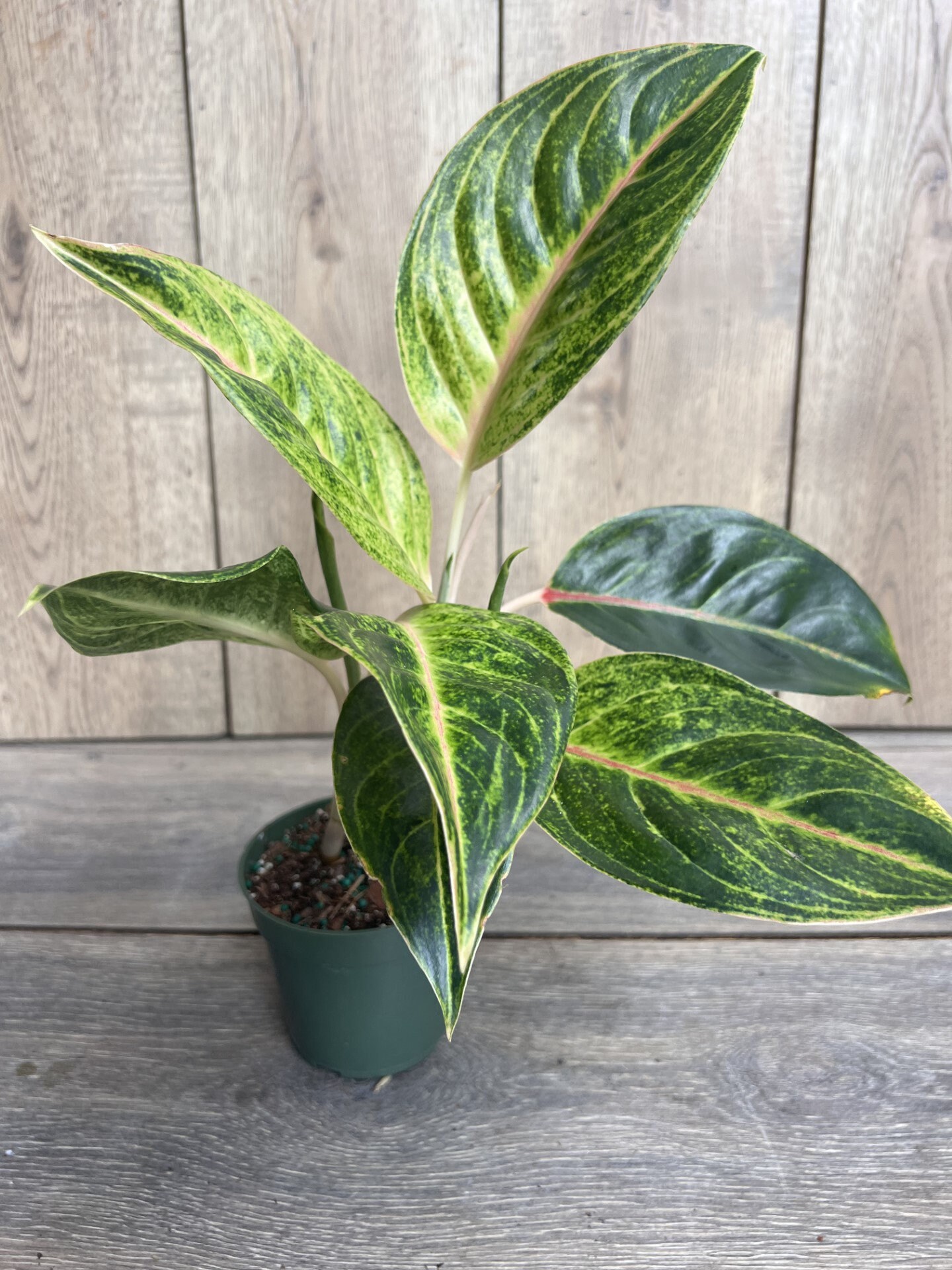 Aglaonema Commutatum Rice in 6 Pot - Etsy