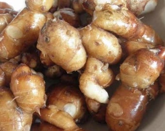 Kaempferia Galanga, Aromatic Ginger in 4" Pot, Kencur, proh horm, cekur