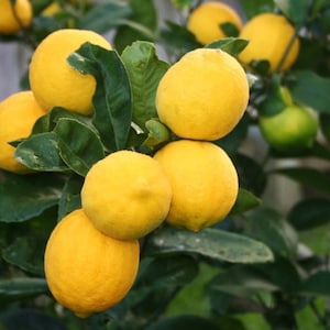 Meyer Lemon in half Gallon Pot, Grafted