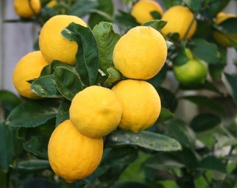 Meyer Lemon in half Gallon Pot, Grafted