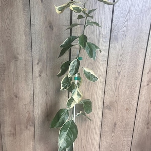 Variegated Minneola tangelo, Honeybell in Half Gallon Pot,  Florida Shipping Only