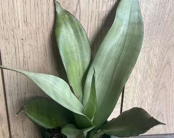 Sansevieria, Moonshine  in 4" Pot , Snake plant, Live house plant