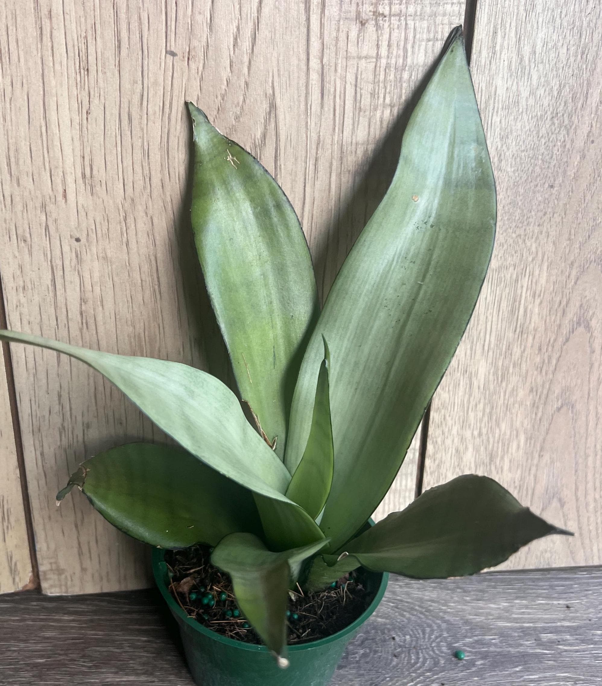 agave succulent Americana Silver Agave