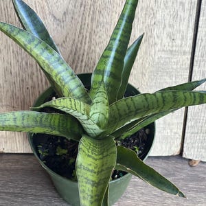 Sansevieria Gabriella Hybrid in 4&quot; pot, sansevieria Hybryd