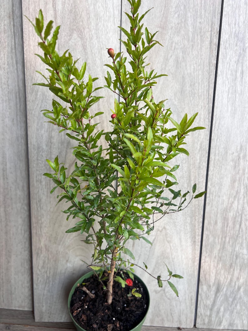 Thegreenshouse Dwarf Pomegranate - Thumbnail 5