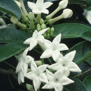 Stephanotis Floribunda Plant in 6", Jasminoides, Madagascar Jasmine, Bridal Bouquet Wedding Flower