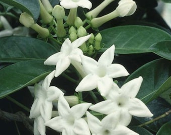Stephanotis Floribunda Plant in 6", Jasminoides, Madagascar Jasmine, Bridal Bouquet Wedding Flower