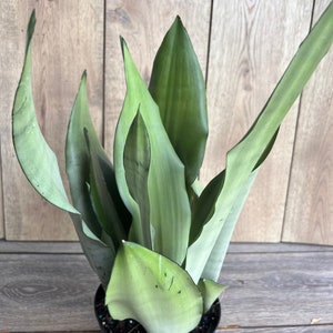 Sansevieria, Moonshine  in 6&quot; Pot , Snake plant, Live house plant