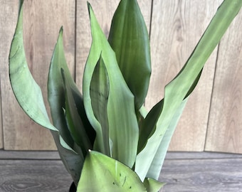 Sansevieria, Moonshine  in 6&quot; Pot , Snake plant, Live house plant