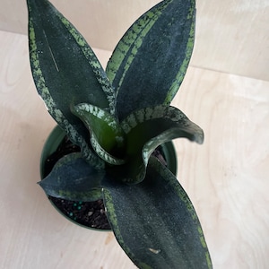 Sansevieria Whitney, Sansevieria Silver Flame, in 6" Inches pot, Mother in law