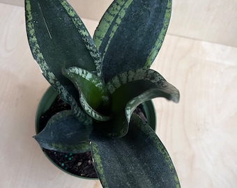 Sansevieria Whitney, Sansevieria Silver Flame, in 6" Inches pot, Mother in law