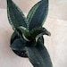 see more listings in the Sansevieria and Cactus section