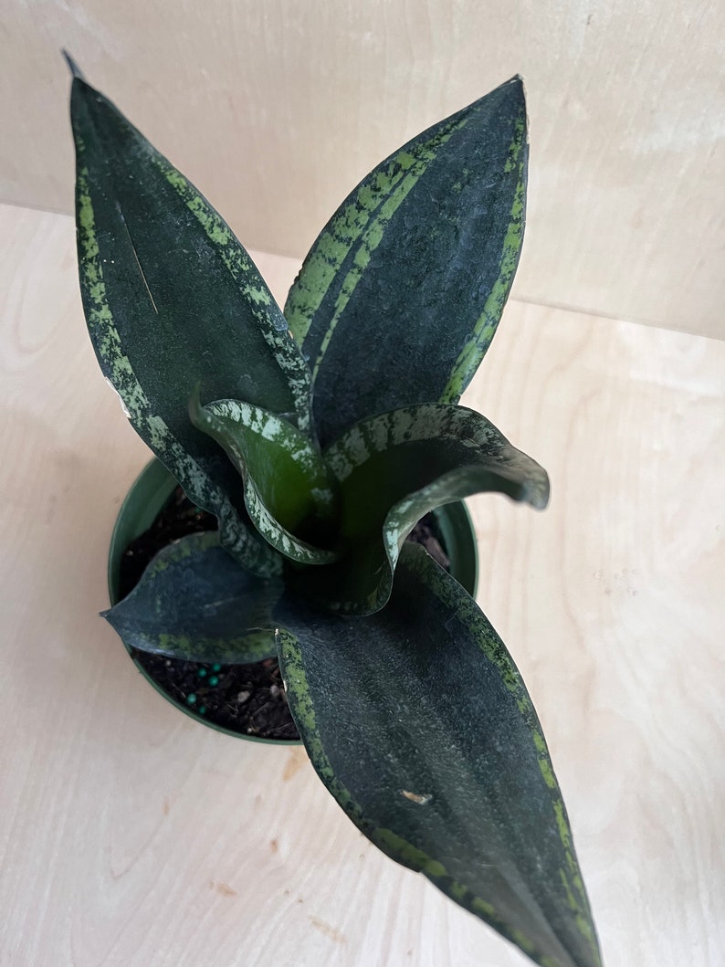 Sansevieria Whitney, Sansevieria Silver Flame, in 6 Inches pot, Mother in law image 1