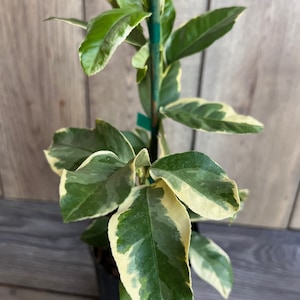 Variegated Pink Lemon in half Gallon Pot, air layered,  Florida Shipping Only