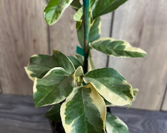 Könnte beinhalten: Ein kleiner, eingetopfeter Citrusbaum mit panaschierten Blättern. Die Blätter sind grün und gelb mit einer spitz zulaufenden ovalen Form. Der Baum wächst in einem schwarzen Topf.