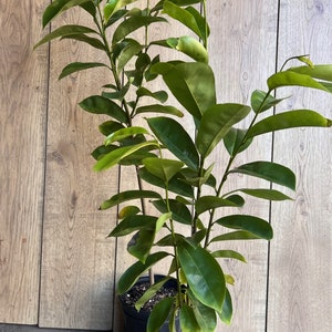 Soursop Tree, guanabana in Half gallon pot , Sirsak, Anona Muricata image 10