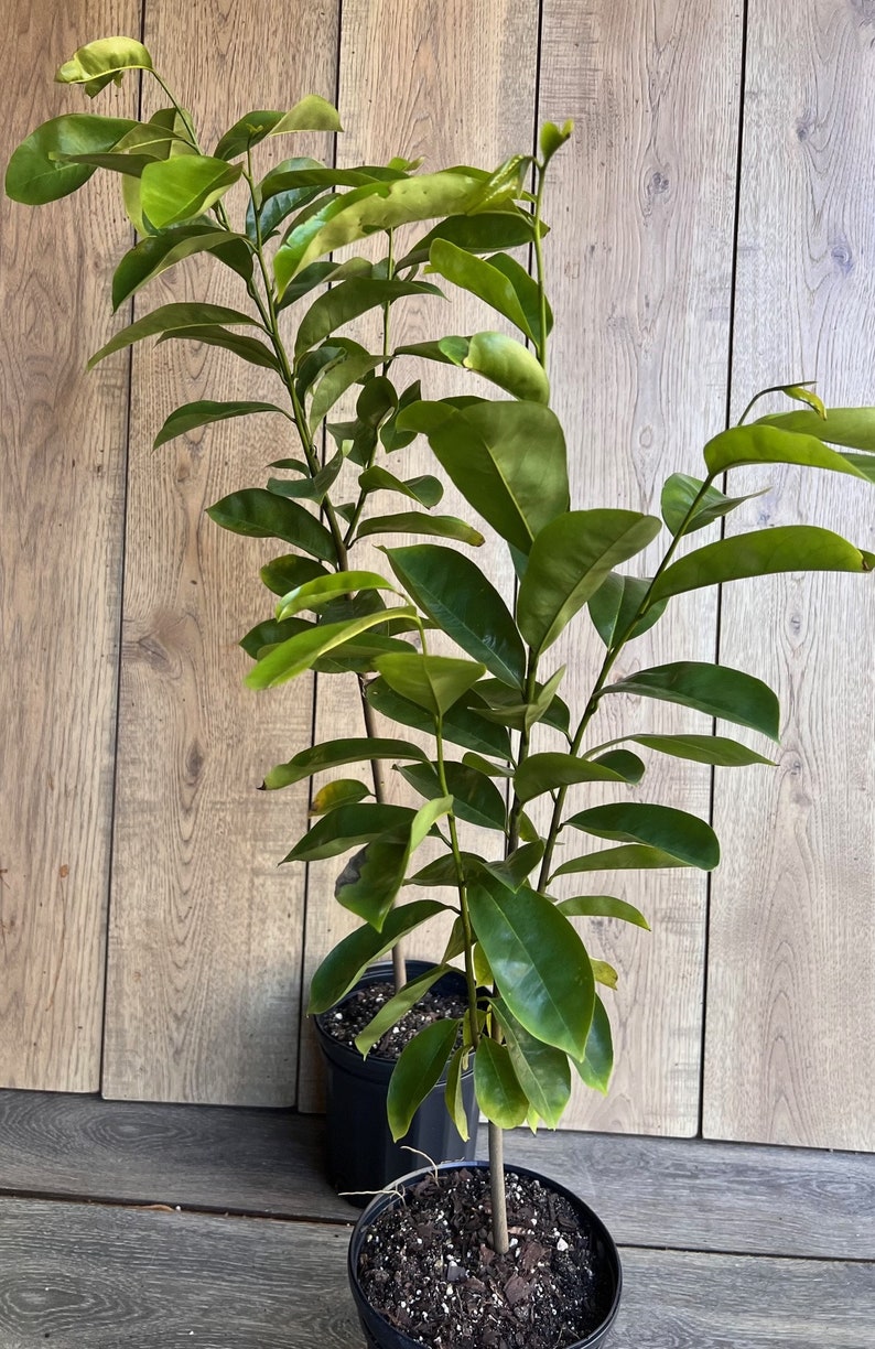 Soursop Tree, guanabana in Half gallon pot , Sirsak, Anona Muricata image 10