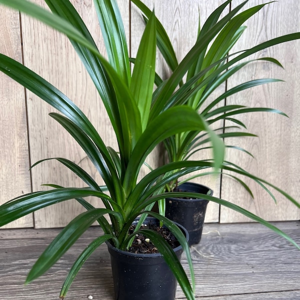 ONE Pandan Plant, pandanus, pandan in 4" pot