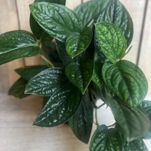 Monstera Peru in 6" pot, House Plant