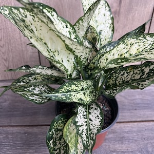 First Diamond Aglaonema, White Aglanoema, Osaka in 6” pot