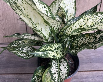 First Diamond Aglaonema, White Aglanoema, Osaka in 6” pot