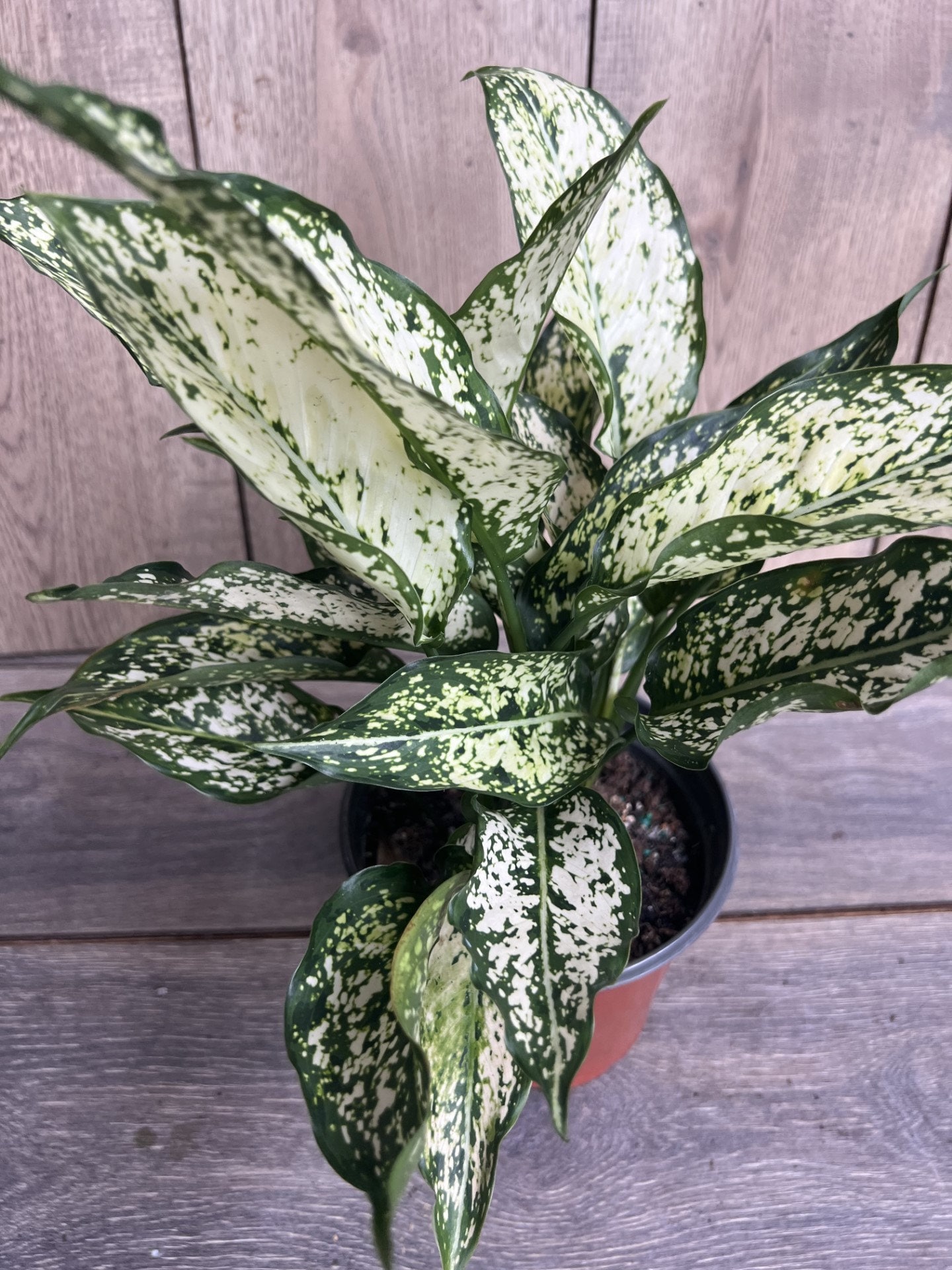 house plant trellis Buy the Pothos Marble Queen in Trellis