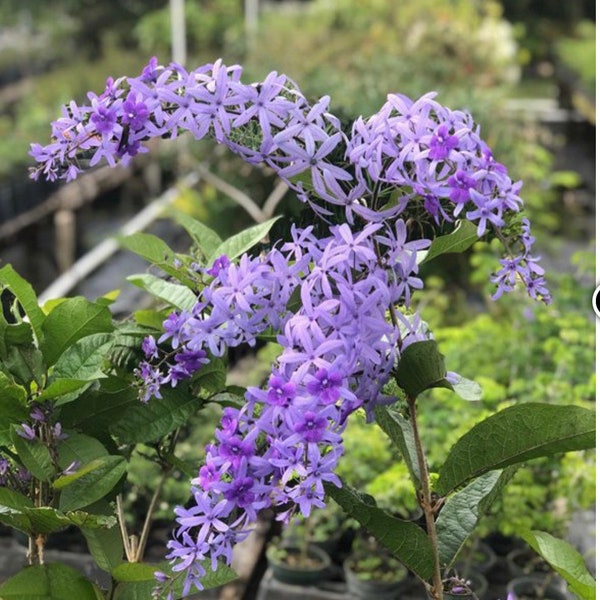 Petrea racemosa , Purple Queens Wreath,  Sandpaper Vine in 4 "Pot