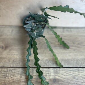 May include: A green cactus plant with serrated leaves growing in a small pot. The plant is hanging over the edge of the pot and the leaves are cascading down.