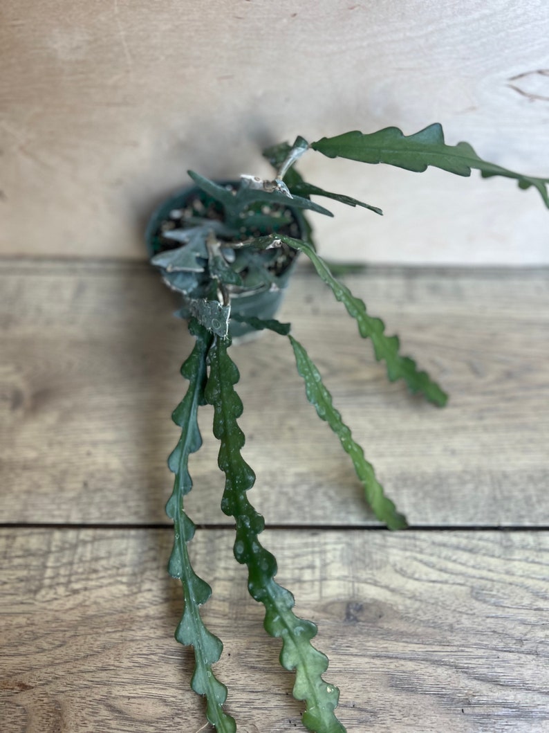 May include: A green cactus plant with serrated leaves growing in a small pot. The plant is hanging over the edge of the pot and the leaves are cascading down.