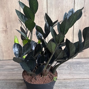 Black Raven ZZ, dark zz plant in 6&quot; pot, Zamioculcas zamiifolia raven