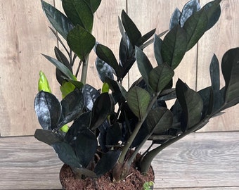 Black Raven ZZ, dark zz plant in 6" pot, Zamioculcas zamiifolia raven