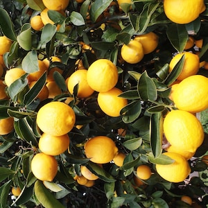 Eureka  Lemon in half Gallon Pot,  Florida Shipping Only