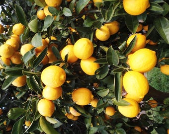 Eureka  Lemon in half Gallon Pot, no shipping to ca,az,ak,tx,hi,la,pr,usvi