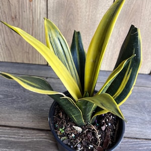 Golden Flame Sansevieria in 6&quot; Pot , Snake plant