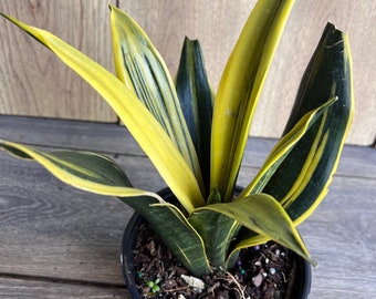 Golden Flame Sansevieria in 6" Pot , Snake plant