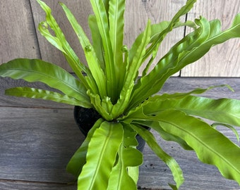 jade pothos care Jade Pothos – Hey Rooted main image 1