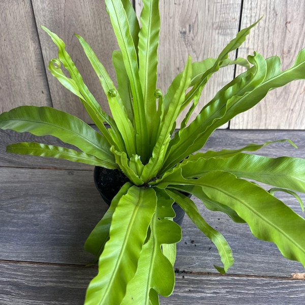 Asplenium Bird Nest Fern in 6" pot