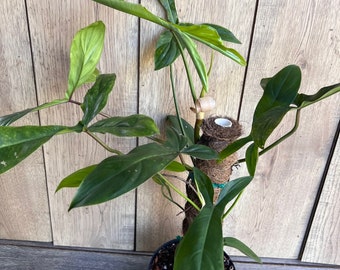 Large, Philodendron 69686 in 6" pot, Philo 69