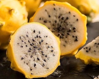 Yellow Dragon Fruit Plant in 4" Pot,  Rooted Selenicereus Megalanthus