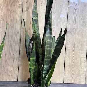 Sansevieria Black Coral in 6&quot; pot