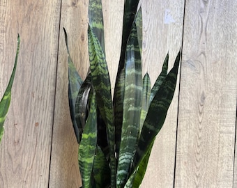 Op de afbeelding: Een slangplant in een pot met lange, donkergroene bladeren met lichtgroene strepen. De plant staat in een groene plastic pot.
