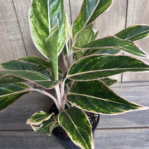 Aglaonema Pink Siam, Siam Aurora Aglaonema in 6&quot; Pot