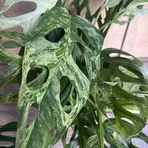 Puede incluir: Primer plano de una planta de Monstera adansonii variegada. Las hojas son una mezcla de verde y verde claro, con patrones de agujeros &uacute;nicos. La planta tiene una apariencia natural y org&aacute;nica, con venas y texturas visibles.